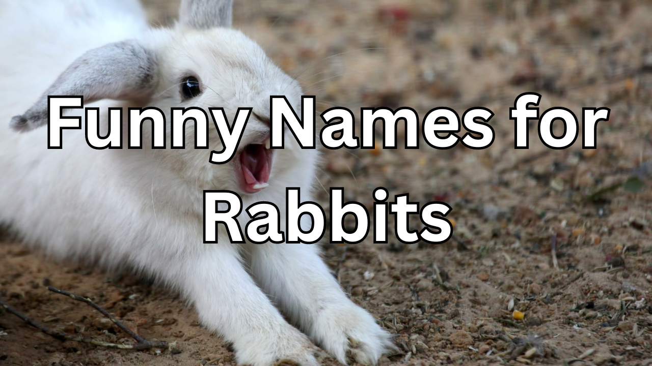 funny names for rabbits